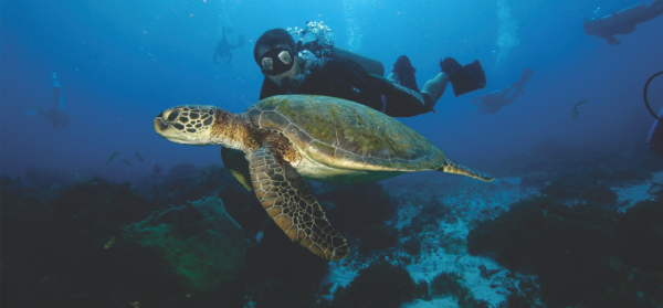 Mergulho ao lado das tartarugas protegidas pelo projeto tamar