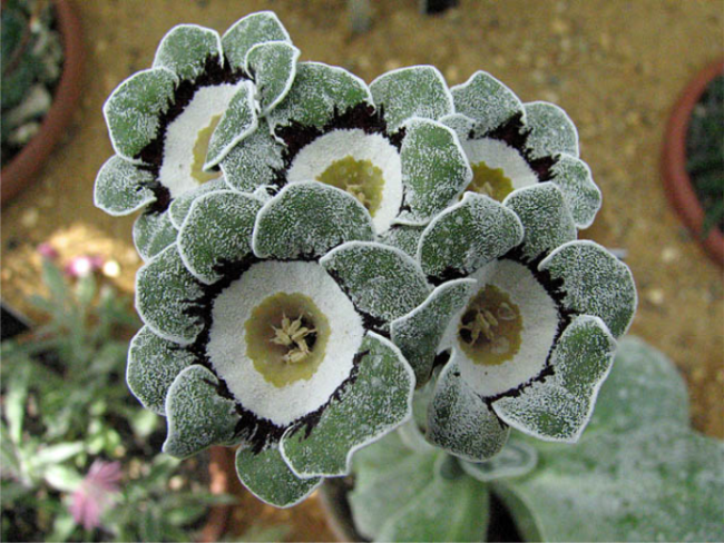 auricula1