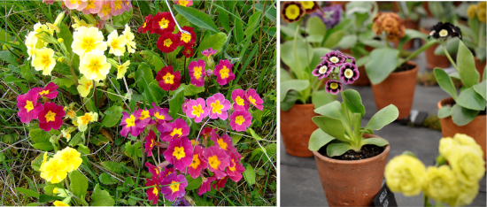 auricula11