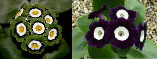 auricula3