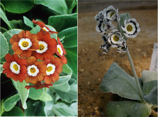 auricula4