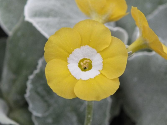 auricula7