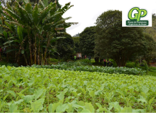 No Brejal (Petrópolis - Região Serrana (RJ), o GP - Grupo de Agricultores Orgânicos do Brejal,referência em Agricultura Orgânica no Estado do Rio de Janeiro, nos oferece, além de delicias, um Passeio na Roça e boas histórias ... 