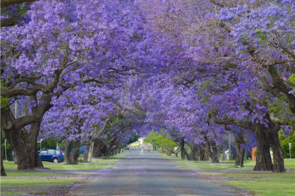 Foto:  Jo Hitchin – Grafton Austrália