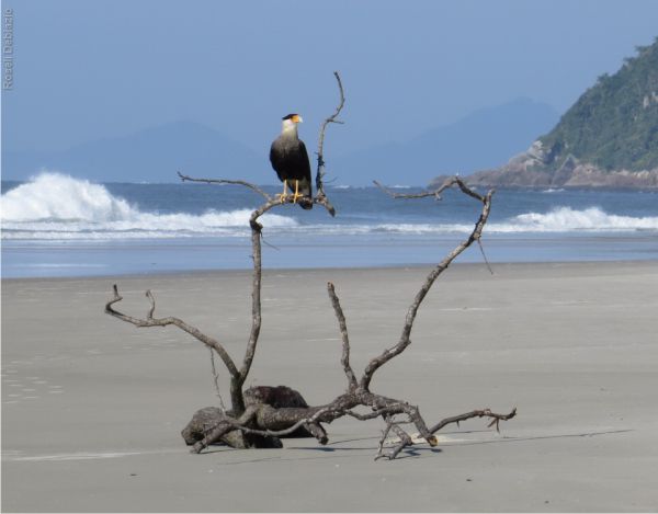 Caracara Foto Roseli Debiasio