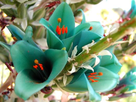 Puya2