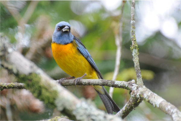 Sanhaço-papa-laranja - Nome científico: Pipraeidea bonariensis - Habitat: Região sul do Brasil, alimenta-se de frutas - Tamanho: 18 cm. - Foto: Marilu Bielski Kern