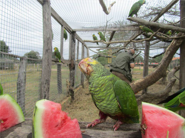 soltura de aves - pantanal