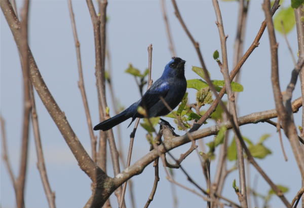 Azulão - Nome científico: Cyanoloxia brissonii - Habitat: Região Sul do Brasil. Sendo pássaro procurado pelos traficantes, é cada vez mais difícil ouvir seu belo canto. Vive normalmente aos pares. Alimenta-se de sementes e grãos. Faz um ninho frágil de gravetos, em formato de xícaras, localizado em arbustos baixos - Tamanho: 16 cm - Foto: Marilu  Kern