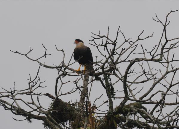 Caracara - Nome científico: Caracara plancus - Habitat: Todo o Brasil. Come vertebrados, artrópodes e carniça. Espécie característica de lugares abertos - Tamanho: 60 cm 