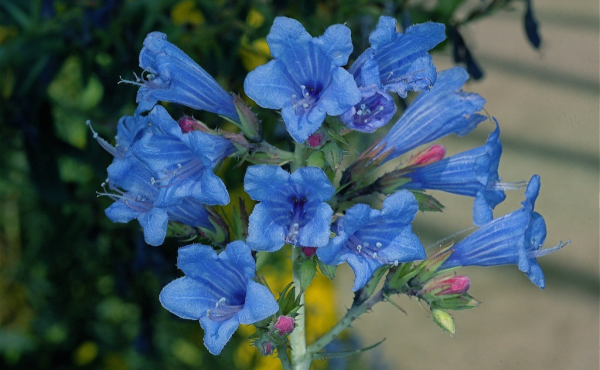 echium1