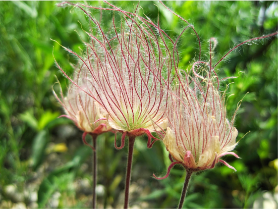 flor fumaça2