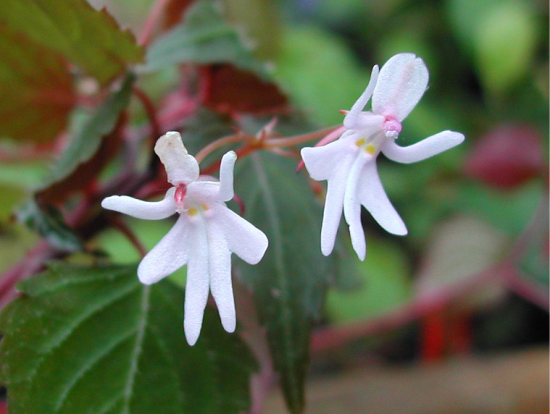 flor menina 2