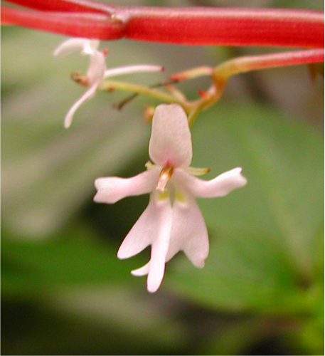 flor menina 3