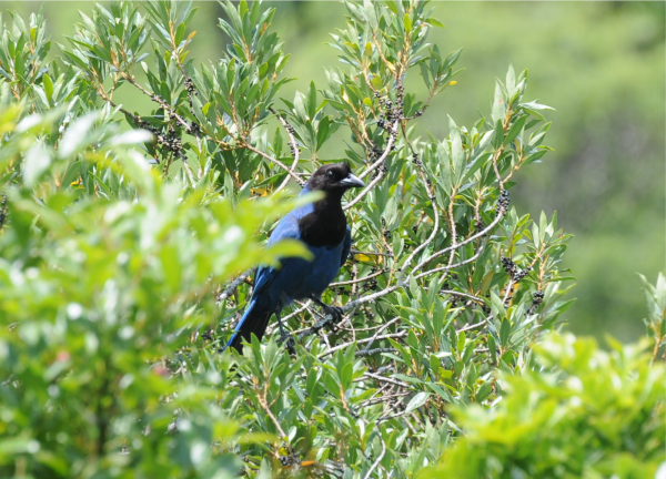 Gralha azul - Nome científico: Cyanocorax caeruleus - Habitat: Região Sul do Brasil. Alimenta-se principalmente do pinhão, sendo o principal responsável pela disseminação das sementes das araucárias, os pinhões, dos quais se alimenta - Tamanho: 39 cm -  Foto: Lineu Kern