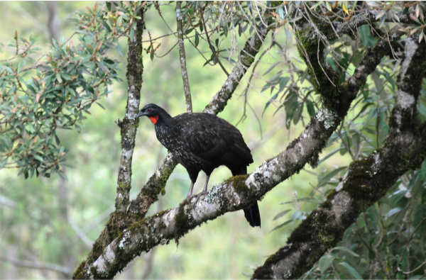  Jacuaçu - Nome científico: Penelope obscura - Habitat: Litoral e será da região Sul. Alimenta-se de sementes, frutos e artrópodes. Quando assustada emite forte grito (Ra-aaa). Vive em pequenos grupos de 3 a 4 indivíduos - Tamanho: 75 cm - Foto: Lineu Kern