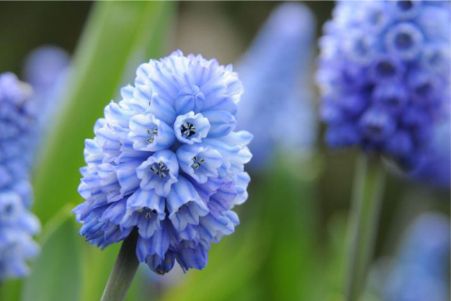 muscari1