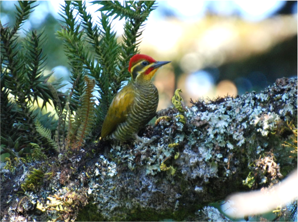 Pica-pau dourado - Nome científico: Piculus aurulentus - Habitat: Região Sul e serra. Pode ser encontrado em matas contínuas ou paisagens fragmentadas. Seu canto é bem característicos por gritos (i-i-i) - Tamanho: 20 cm - Foto: Lineu Ricardo Kern