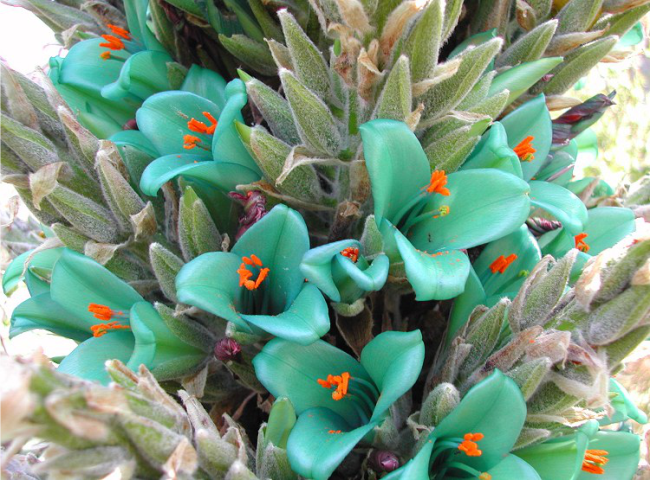 puya1