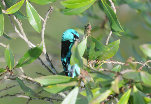 Saí Azul  - Nome científico: Dacnes Cayana - Habitat: Todo o Brasil. Vive em casais ou pequenos grupos, realiza manobras de forrageio acrobáticas, pendurando-se nos galhos com frequência. Alimenta-se de frutos, artrópodes e néctar - Tamanho: 13 cm -Foto: Marilu Kern