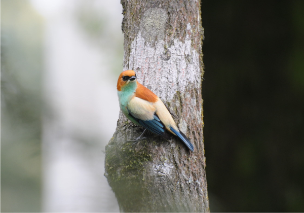 Saíra-preciosa - Nome científico: Tangará preciosa - Habitat: Região sul do Brasil, a fêmea apresenta coloração semelhante ao macho, porém com o dorso e as asas esverdeadas. Alimenta-se de artrópodes e frutos. - Tamanho: 15 cm - Foto: Marilu Ana Bielski Kern