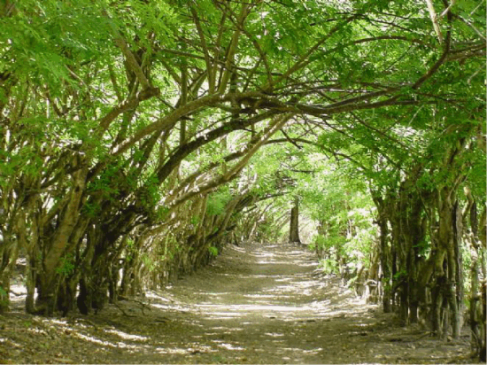 Trilha para a Praia de Bainema