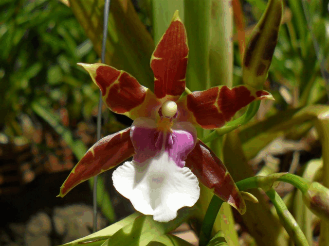 Miltonia clowesii 1