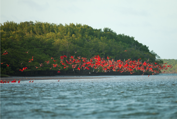 ilha dos poldros2