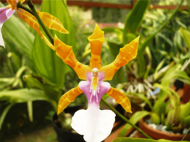 miltonia orquidea3