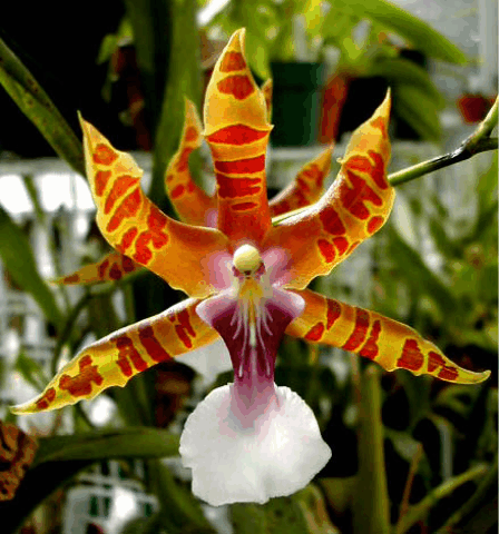 miltonia orquidea4