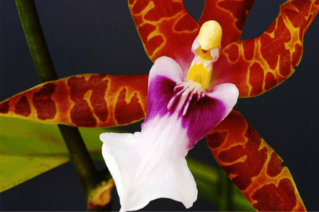 miltoniaorquidea2