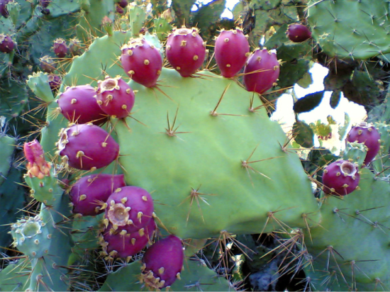 pear cactos1