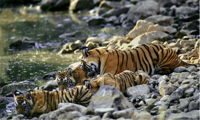 Foto: Vivek R  Sinha / WWF