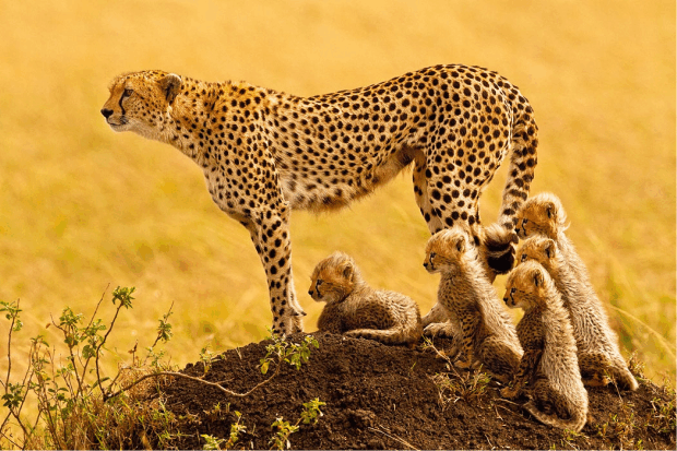 Chitas. De acordo com as estimativas existem apenas 7 mil chitas na África selvagem. (Foto: Stephen W. Oachs)