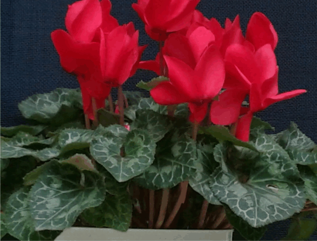 cyclamen2