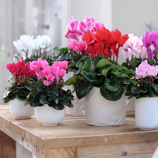 cyclamen3