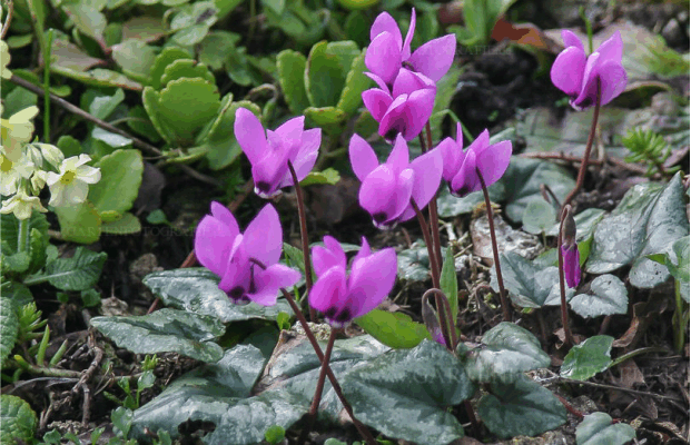 cyclamen5