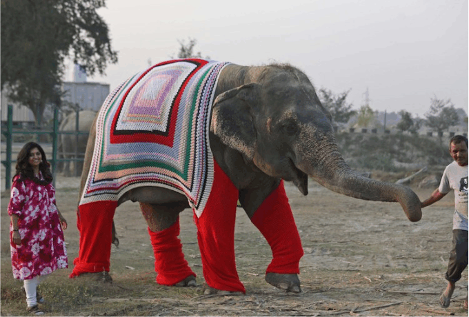 elefante trico1