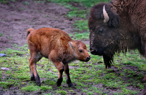 Baby bison at Minnesota Zoo