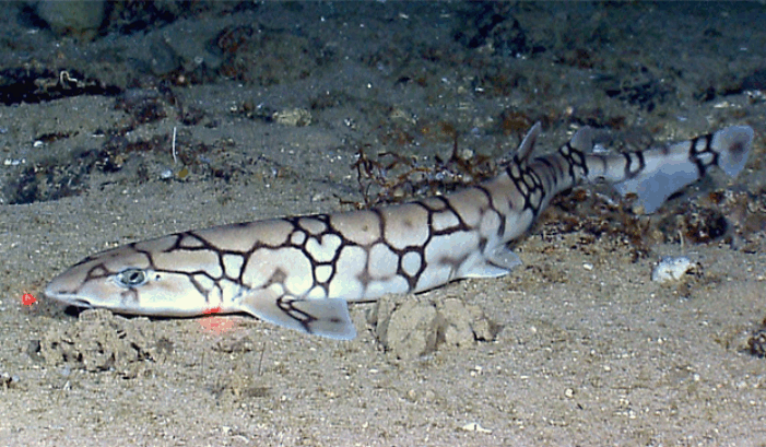 catshark1