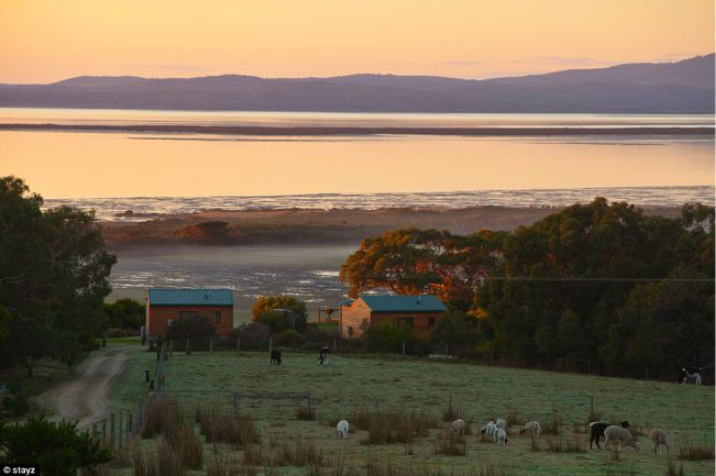 Alpacas em Southen Highlands