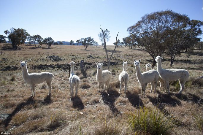 alpacas1