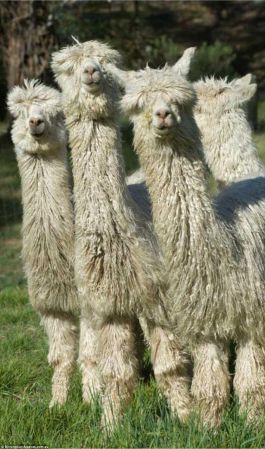 australia alpaca