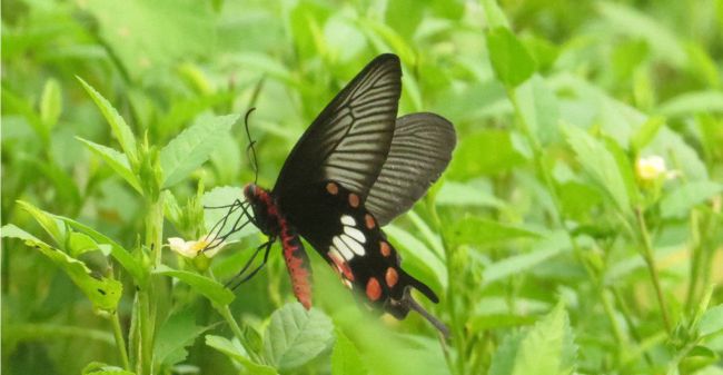 borboleta solar 2