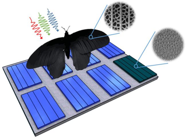 borboleta solar 3