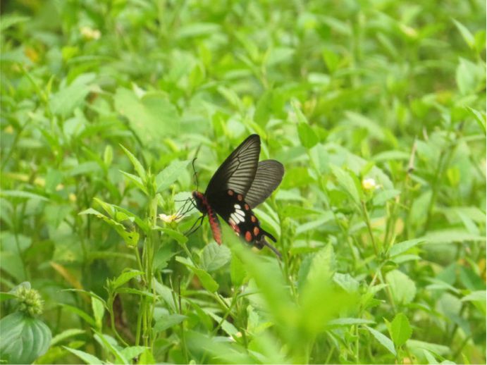 borboleta solar1