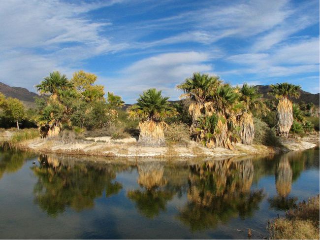 Agua Caliente, Arizona - tem uma característica que o difere de outros oasis, porque é alimentado por uma fonte termal. As lagoas que compõem o oásis fazem parte de um parque regional no deserto de Sonoran. As palmeiras  ao longo do córrego e da lagoa contratam com as paisagens desérticas -  Foto: Katja Schulz/Wikimedia Commons