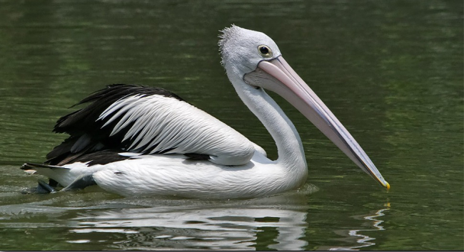 Australian pelican, o maior de todos os pelicanos do mundo.  