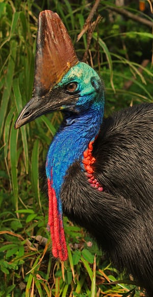 Cassowary. Foto: Matt Cornish / Rainforest Rescue