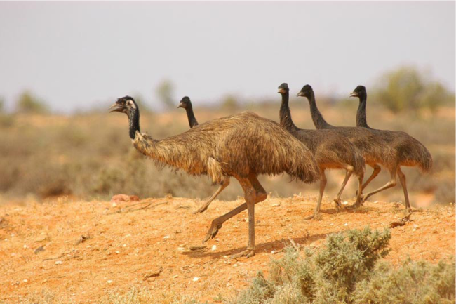 Emu - habita a maioria das áreas menos povoadas do continente, evitando apenas a floresta densa e o deserto.  